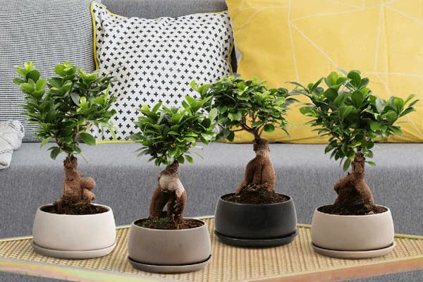 خرید بونسای میخک + فروش صادراتی